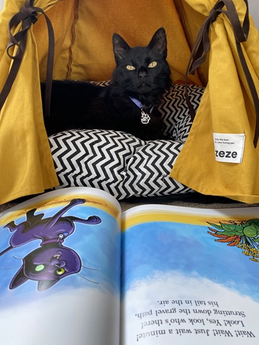 Animals at Home - Photography Competition Spot Prize Winner: Cooper (8). Judges feedback: I love that you have used props and created a lovely scene for your kitty (even showing a book with a black cat!). I also love that the tent says 